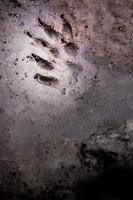 Wild animal footprint tread on soft soil ground photo