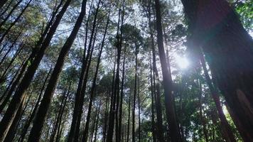 árboles en la naturaleza del bosque foto