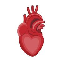 ilustración vectorial de un corazón sobre un fondo blanco vector