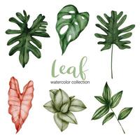 Set of beautiful separate parts leaf of plants in water colors vector