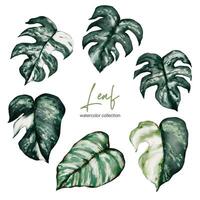 conjunto de partes separadas y reunidas en una hermosa hoja de monstera y caladium bicolor vector