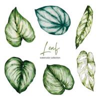 Set of beautiful separate parts leaf of plants in water colors vector