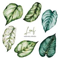 Set of beautiful separate parts leaf of plants in water colors vector
