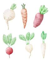 Carot and beetroot vegetable Cartoon vector illustration isolated in watercolor style