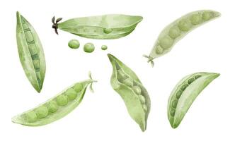 Green peas and pea pod watercolors paint vector