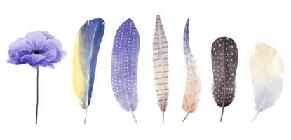 Set of object vector illustration watercolor painting of various feather