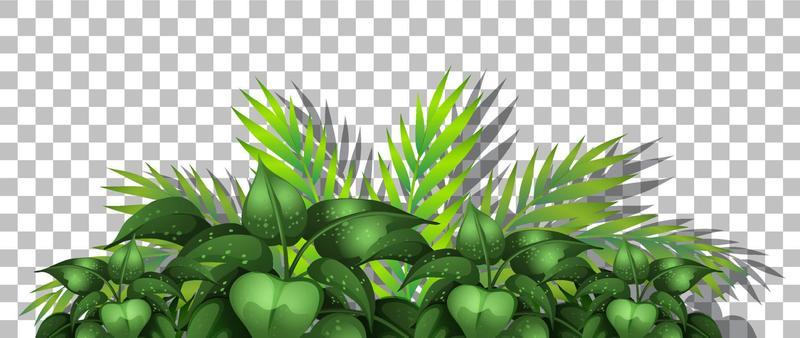 Tropical plant on grid background