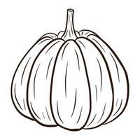 Pumpkin Sketch. Autumn Food Icon. Ripe squash sketch. Element for autumn decorative design, halloween invitation, harvest, sticker, print, logo, menu, recipe vector
