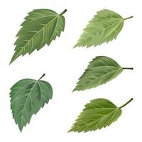 Collection of leaves isolated on white background