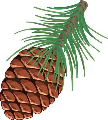 Pine corn in cartoon style isolated