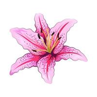 Beautiful lily flower isolated on white background vector