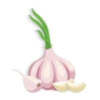 Garlic vector illustration