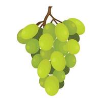 Bunch of grapes vector illustration