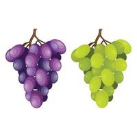 Bunch of grapes vector illustration