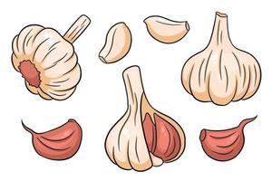 Garlic set. Head of garlic, cloves, peeled and husked. vector