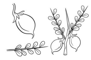 A set of chickpeas. Fresh chickpeas on a twig with leaves. vector