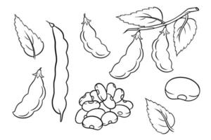 Beans set. Fresh green beans and red beans. vector