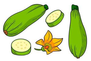 Zucchini set. Fresh sliced zucchini and flower. vector