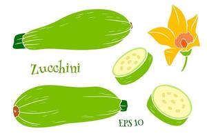 Zucchini set. Fresh sliced zucchini and flower. vector