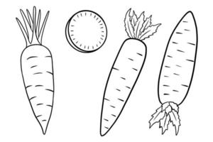 Carrot set. Fresh carrots and slices. In line style. vector