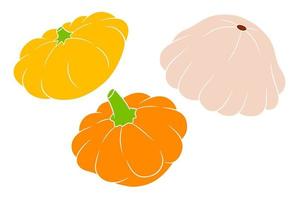 conjunto de calabaza. calabaza fresca amarilla, naranja y beige. vector