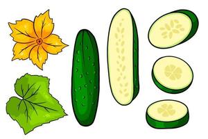 Cucumber set. Fresh cucumbers, wedges, half a cucumber, flower and leaf. vector