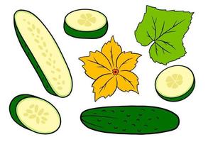 Cucumber set. Fresh cucumbers, wedges, half a cucumber, flower and leaf. vector