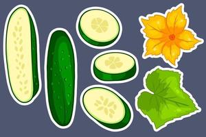 conjunto de pepino. pepinos frescos, gajos, medio pepino, flor y hoja. vector