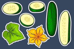 conjunto de pepino. pepinos frescos, gajos, medio pepino, flor y hoja. vector