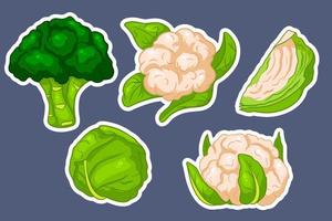 Cabbage set. Fresh cabbage, broccoli, cauliflower. vector