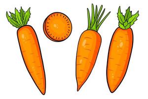 Carrot set. Fresh carrots and slices. In a cartoon style. vector