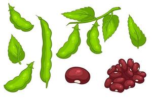 Beans set. Fresh green beans and red beans. vector