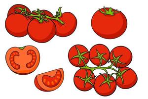 Tomatoes set. Fresh tomatoes, tomatoes on a branch, a wedge and a half. vector