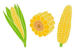 Corn set. Fresh corn cobs with and without leaves. vector