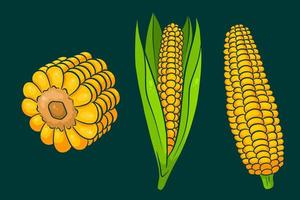 Corn set. Fresh corn cobs with and without leaves. vector