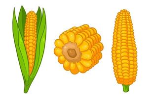 Corn set. Fresh corn cobs with and without leaves. vector