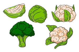 Cabbage set. Fresh cabbage, broccoli, cauliflower. vector