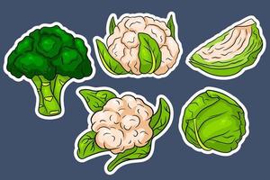 Cabbage set. Fresh cabbage, broccoli, cauliflower. vector