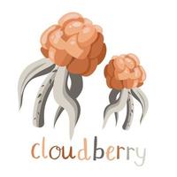 Fresh and tasty northern hand drawn cloudberry vector