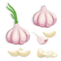garlic flat icons set vector