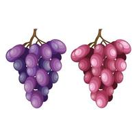 Bunch of grapes vector illustration