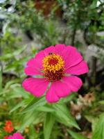 Dahlia flower bloom in the garden photo