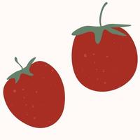 tomato is a natural vegetable, hand-drawn vector illustration isolated on a white background.