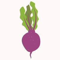 beetroot is a natural vegetable, hand-drawn vector illustration isolated on a white background.