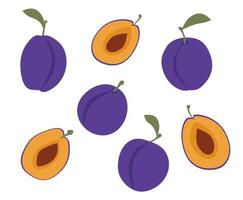 Blue plum fruit. Plum slice. Abstract illustration. Vector collection