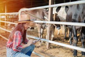 Asian women farming and agriculture industry and animal husbandry concept - young women or farmer with tablet pc computer and cows in cowshed on dairy farm with cow milking machines photo