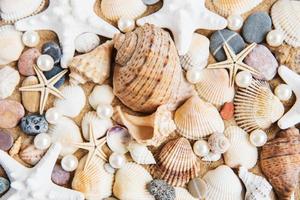 sea shells with sand as background photo