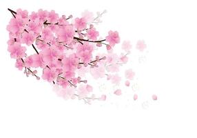 Sakura flowers background . cherry blossom isolated white background vector