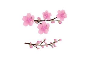 Sakura flowers background . cherry blossom isolated white background vector