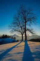 tree at sunset with snow